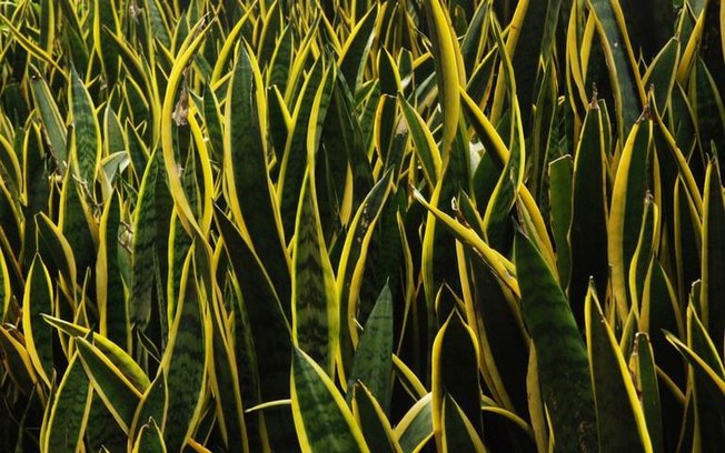 Simpatias com Espada-de-São-Jorge para afastar o mal da sua casa