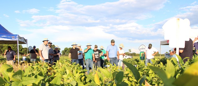 Cooper Alfa realiza a segunda edição do “Dia de Campo Alfa” em Nova Alvorada do Sul Associados percorrendo as estações de conhecimento na lavoura. Foto Leandro Medina