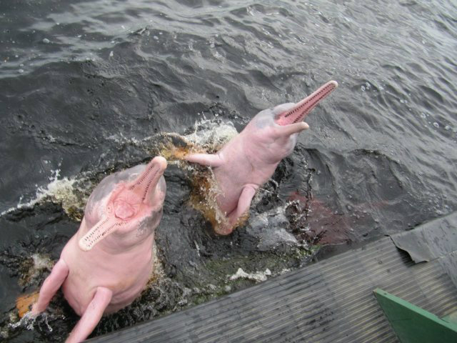 Botos: atração em Anavilhanas