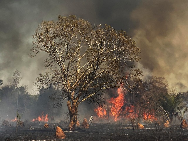 Senado terá comissão para acompanhar incêndios que destroem o Pantanal em MS