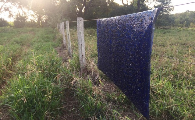 Um problema ambiental chamado “Mosca da Vinhaça” volta atacar em Nova Alvorada do Sul