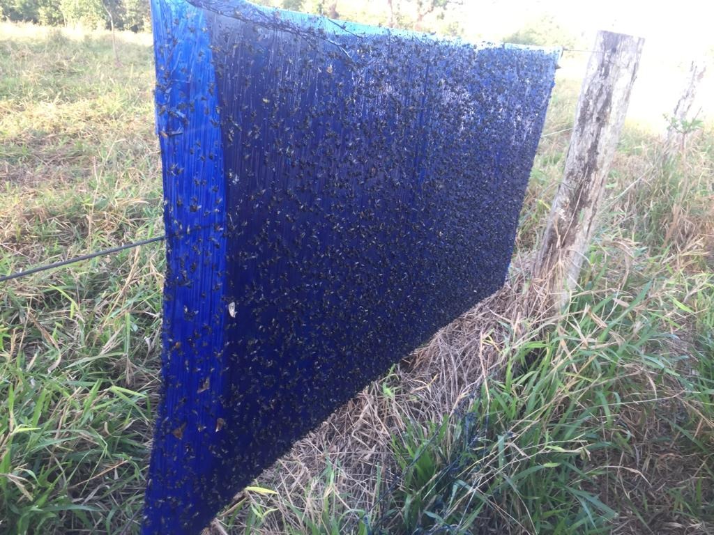 Um problema ambiental chamado “Mosca da Vinhaça” volta atacar em Nova Alvorada do Sul Um problema ambiental chamado “Mosca da Vinhaça” volta atacar em Nova Alvorada do Sul