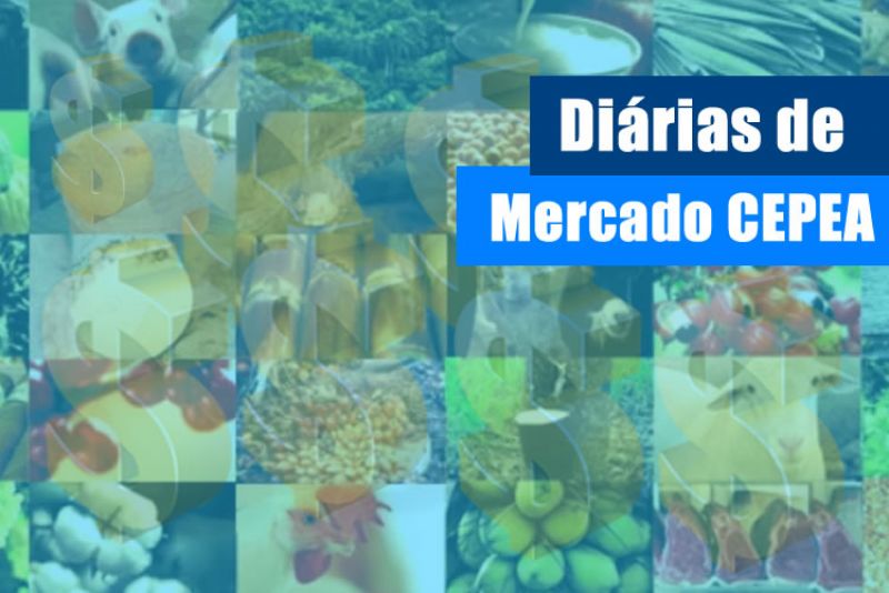 MANDIOCA/CEPEA: 2020 se inicia com baixo processamento