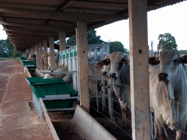 Estudo da Embrapa Gado de Corte (MS) e Trouw Nutrition avalia touros Nelore com melhor eficiência alimentar