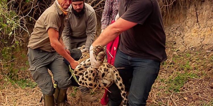 Queimadas no Pantanal: Para socorrer animais silvestres, Neno Razuk solicita CRAS de campanha