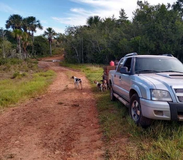 Cinco homens são presos com 19 cães de caça em MS Cinco homens são presos com 19 cães de caça em MS