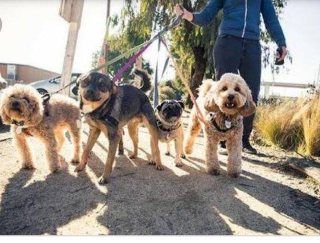 Câmara aprova projeto que permite a Dog Walkers conduzirem mais de um cão por passeio Câmara aprova projeto que permite a Dog Walkers conduzirem mais de um cão por passeio