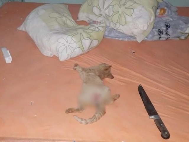 Suspeito de praticar zoofilia em gato ligou para mulher: “o bagulho foi doido” Animal morto ao lado de faca que teria sido usada no crime (Foto: Rio Brilhante em Tempo Real / Olimar Gamarra)