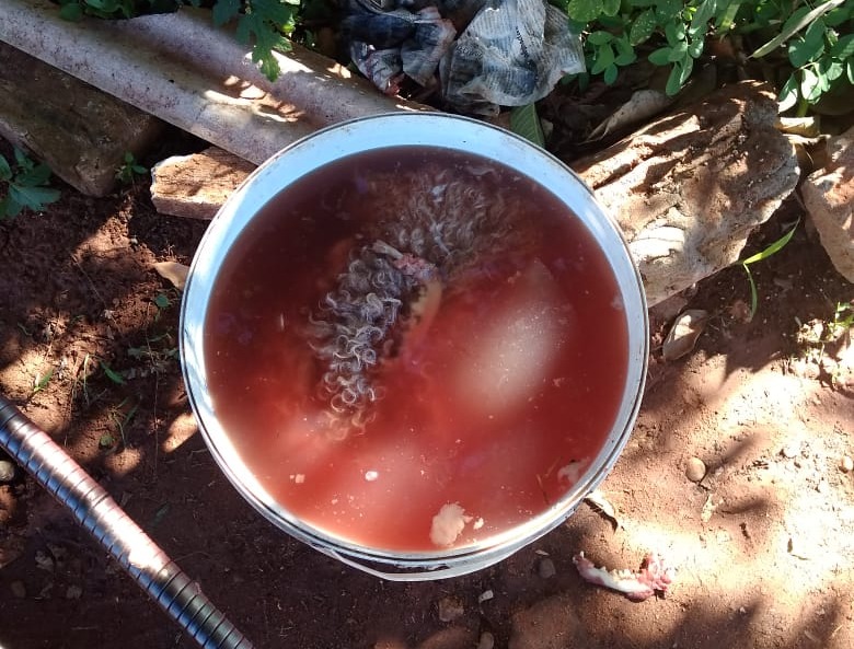 Polícia Militar Ambiental de Aparecida do Taboado autua mulher de 56 anos por matar e eviscerar seu cachorro de estimação Polícia Militar Ambiental de Aparecida do Taboado autua mulher de 56 anos por matar e eviscerar seu cachorro de estimação