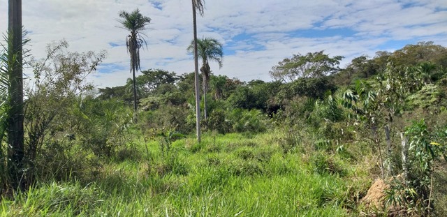 Polícia Militar Ambiental de Rio Negro autua campo-grandense em R$ 14 mil por desmatamento ilegal Polícia Militar Ambiental de Rio Negro autua campo-grandense em R$ 14 mil por desmatamento ilegal