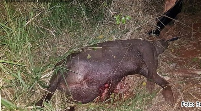 Motorista bate em árvore e morre após tentar desviar de anta (Foto: Robson Humberto | Nioaque Fotos)