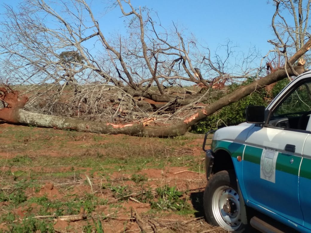 Polícia Militar Ambiental de Mundo Novo autua infrator em R$ 3,3 mil por derrubada de árvores para exploração ilegal de madeira Polícia Militar Ambiental de Mundo Novo autua infrator em R$ 3,3 mil por derrubada de árvores para exploração ilegal de madeira