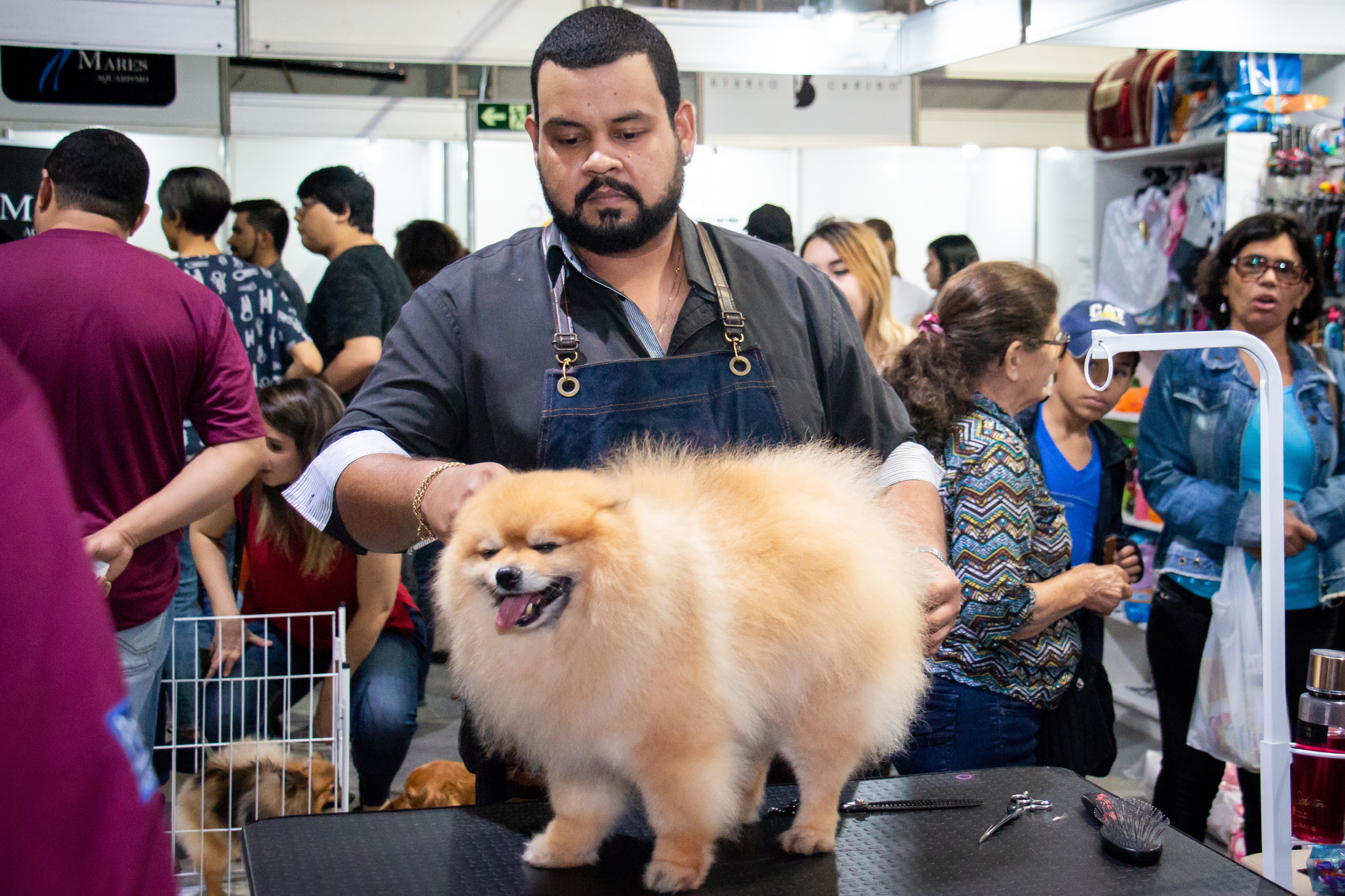 Vem aí a 3ª Show Pet Brasil, a Feira de Negócios do mercado pet de Mato Grosso do Sul Vem aí a 3ª Show Pet Brasil, a Feira de Negócios do mercado pet de Mato Grosso do Sul