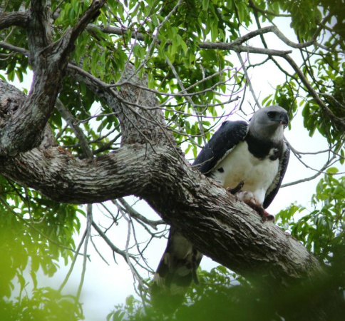 Filhote de Gavião Real é encontrado na Bahia Harpia no novo ninho encontrado Foto: Jailson Souza