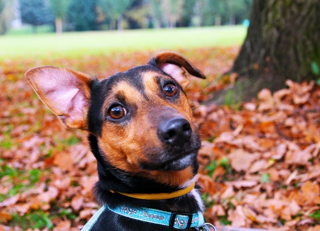 Limpeza, hidratação e reequilíbrio do pH das orelhas auxiliam prevenção da otite em cães e gatos Limpeza, hidratação e reequilíbrio do pH das orelhas auxiliam prevenção da otite em cães e gatos
