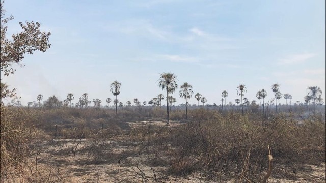 Queimada no Pantanal de MS já destruiu área equivalente à cidade do Rio de Janeiro Vegetação queimada no Pantanal de MS — Foto: Cláudia Gaigher/TV Morena