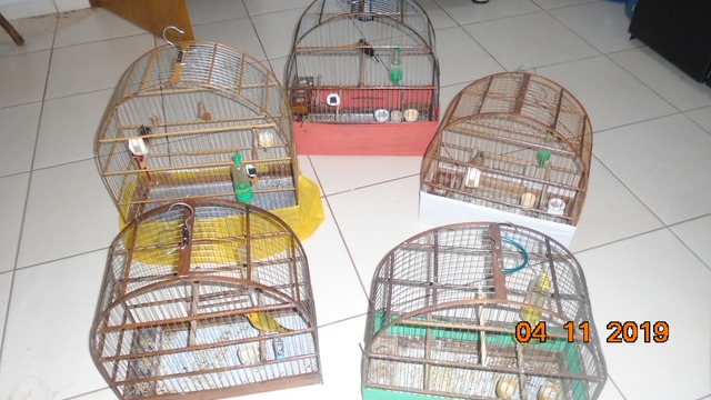 Polícia Militar Ambiental de Cassilândia autua homem de 49 anos em R$ 2,5 mil por manter aves silvestres ilegalmente Polícia Militar Ambiental de Cassilândia autua homem de 49 anos em R$ 2,5 mil por manter aves silvestres ilegalmente