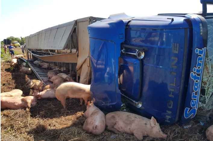 Carreta carregada com porcos tomba na BR-163 e motorista fica ferido (PC de Souza)