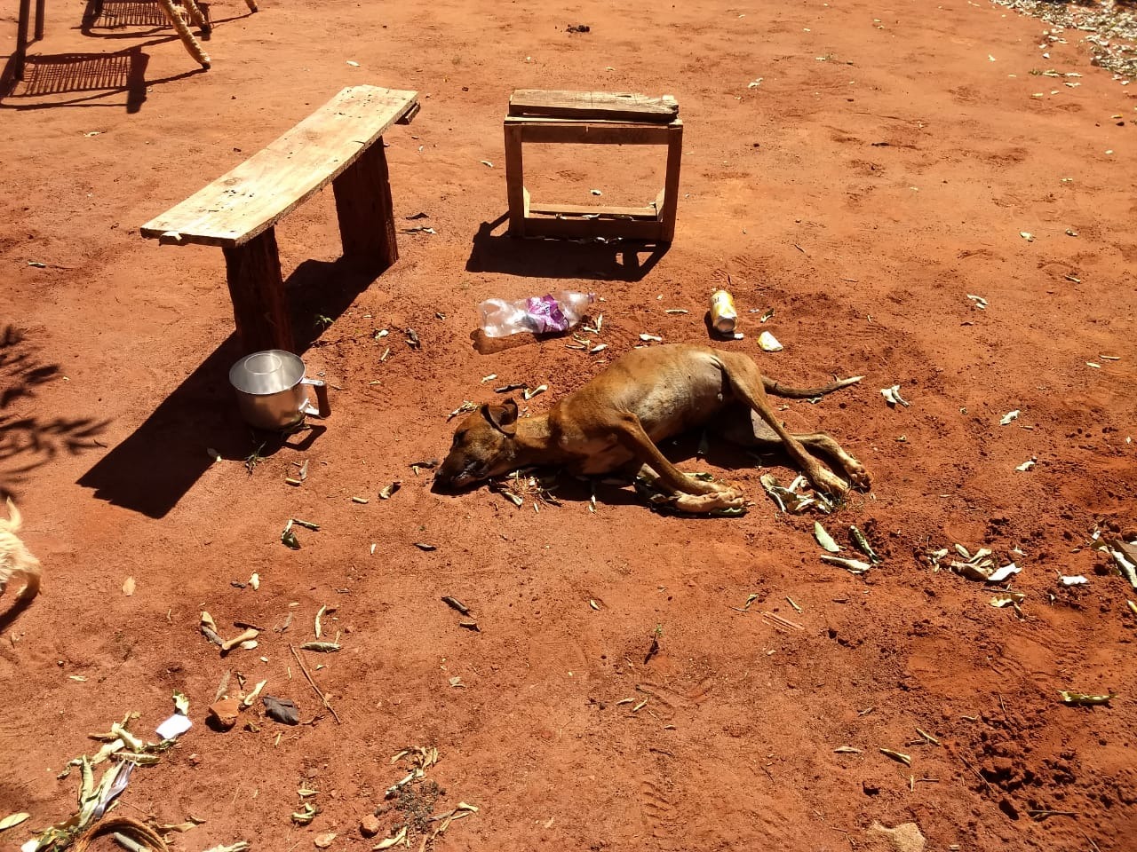 Polícia Militar Ambiental de Batayporã autua mulher de 26 anos em R$ 3 mil por maus-tratos a três cachorros