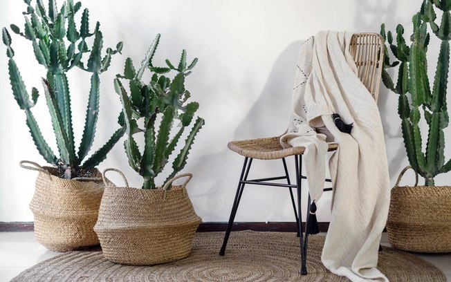 Cactos na decoração: ideias para inserir a planta nos ambientes internos
