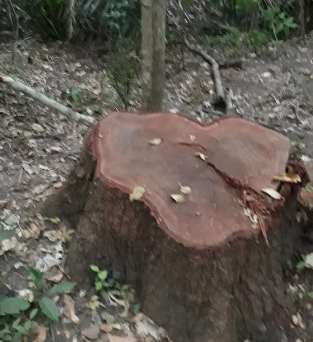 Polícia Militar Ambiental de Rio Negro autua dono de chácara em R$ 3 mil por derrubada de árvores para exploração de madeira