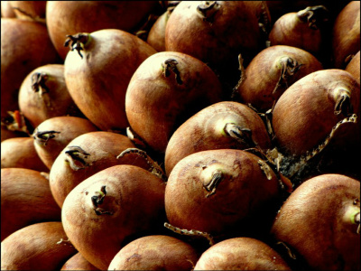 Coco babaçu: garantia do preço mínimo