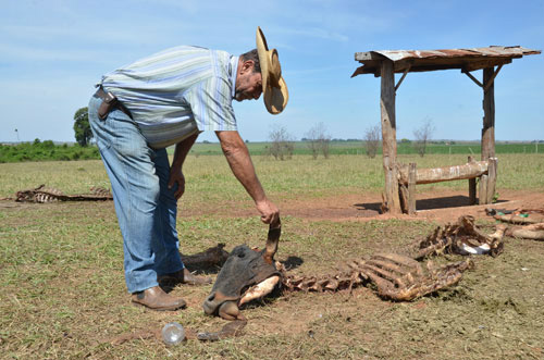 Aumentou a pena para furto de gado Foto: Paulo Gonçalves