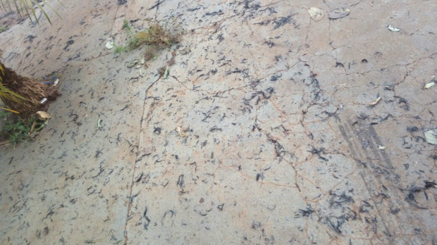 Odebrecht Agroindustrial - Santa Luzia - é multada em R$ 600 mil após queimada ilegal vestígios da queima, residências e comércios de Nova Alvorada do Sul, onde diversos moradores reclamaram devido ao grande volume de cinzas e pela sujeira