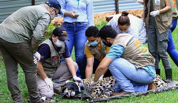 Na véspera de voltar ao seu habitat, onça pintada passa por exames e ganha colar